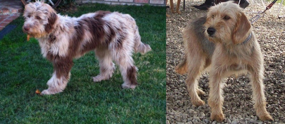 Bosnian Coarse-Haired Hound vs Aussie Doodles - Breed Comparison