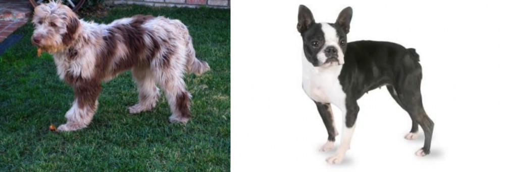 Boston Terrier vs Aussie Doodles - Breed Comparison