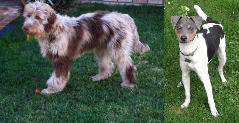 Brazilian Terrier vs Aussie Doodles - Breed Comparison