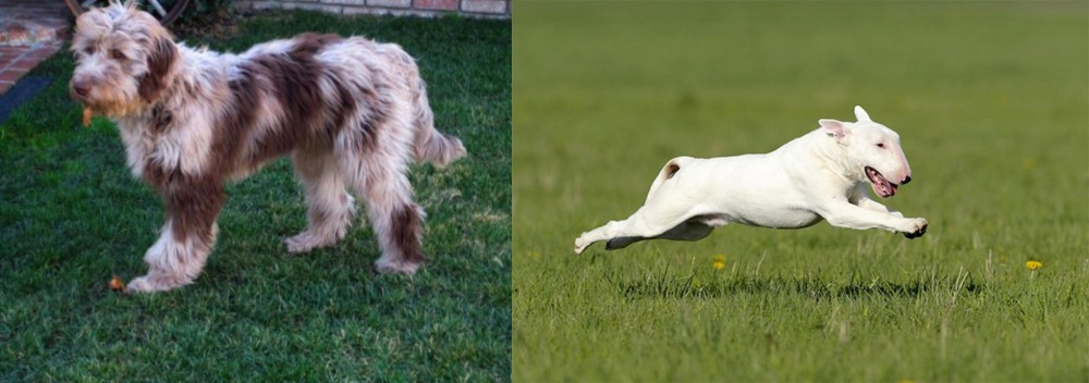 Bull Terrier vs Aussie Doodles - Breed Comparison