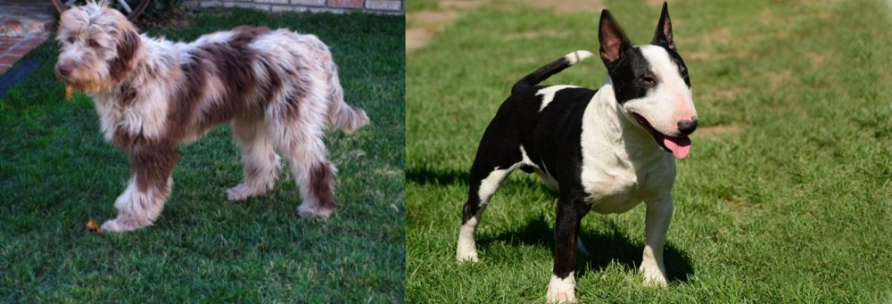 Bull Terrier Miniature vs Aussie Doodles - Breed Comparison