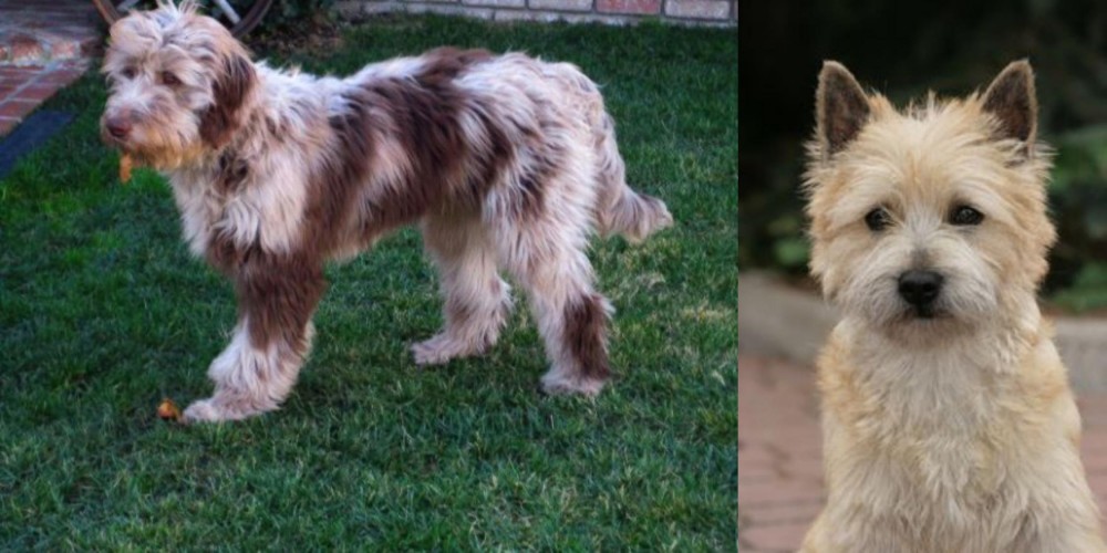Cairn Terrier vs Aussie Doodles - Breed Comparison