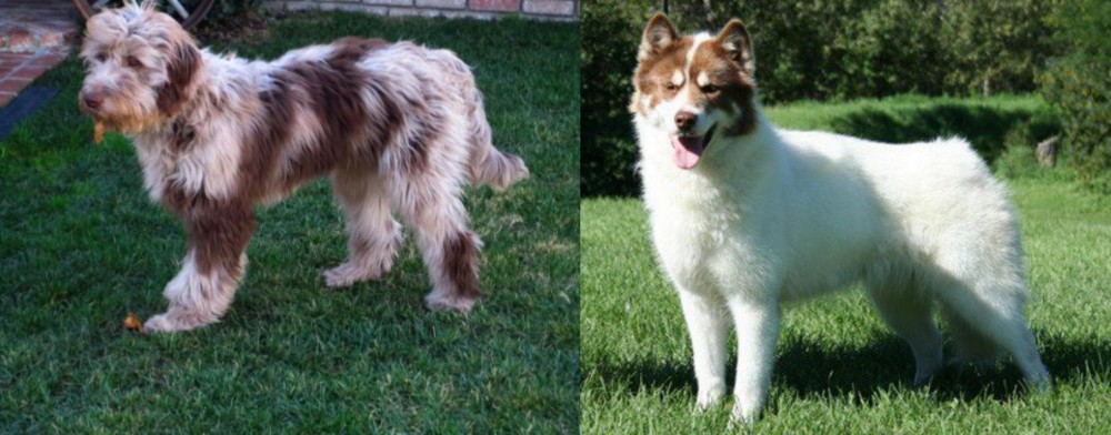 Canadian Eskimo Dog vs Aussie Doodles - Breed Comparison
