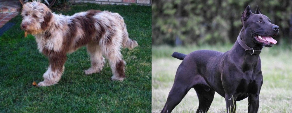 Canis Panther vs Aussie Doodles - Breed Comparison