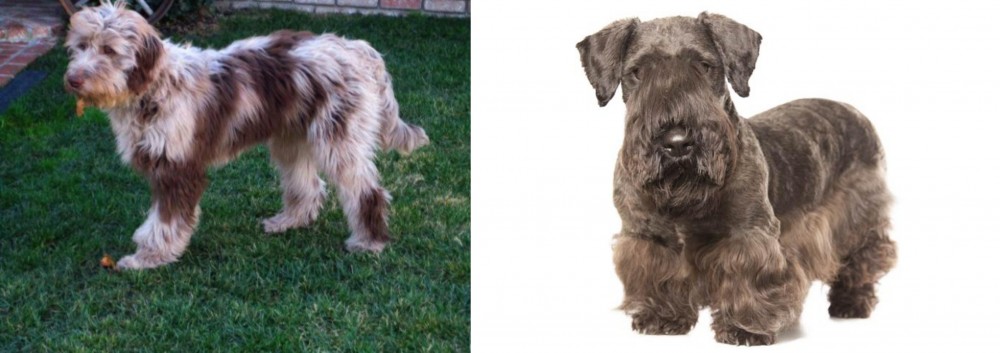 Cesky Terrier vs Aussie Doodles - Breed Comparison