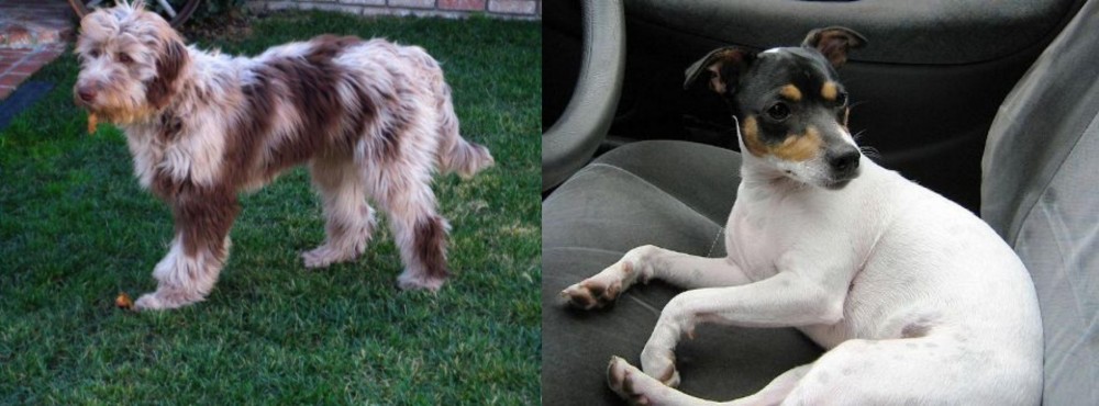 Chilean Fox Terrier vs Aussie Doodles - Breed Comparison