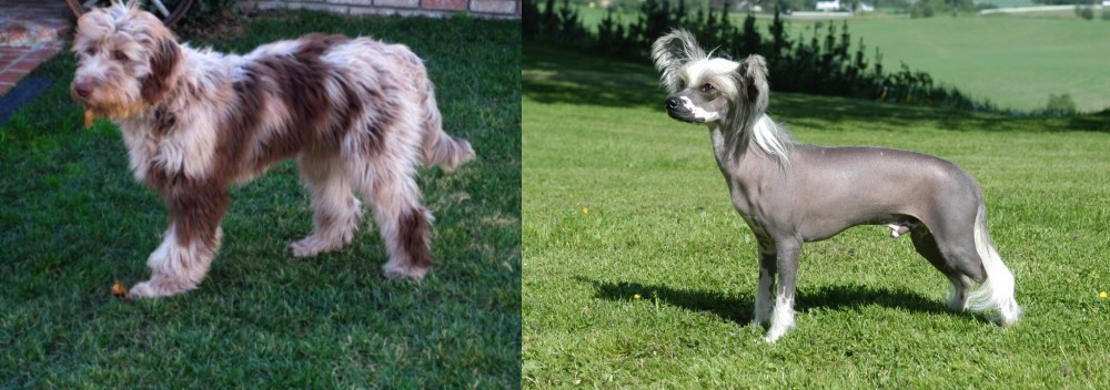 Chinese Crested Dog vs Aussie Doodles - Breed Comparison
