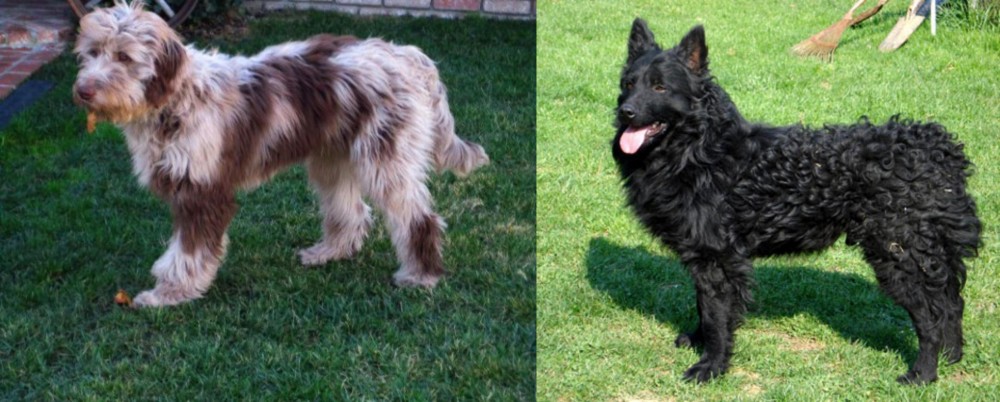 Croatian Sheepdog vs Aussie Doodles - Breed Comparison