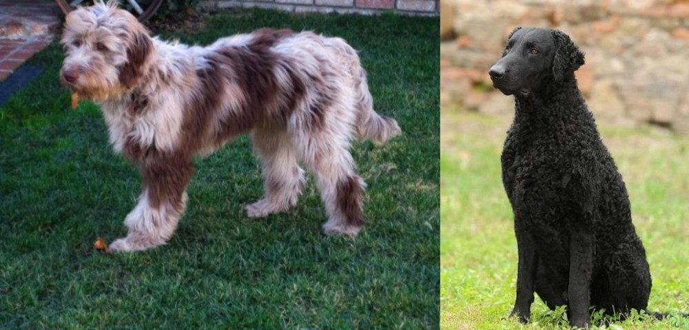 Curly Coated Retriever vs Aussie Doodles - Breed Comparison