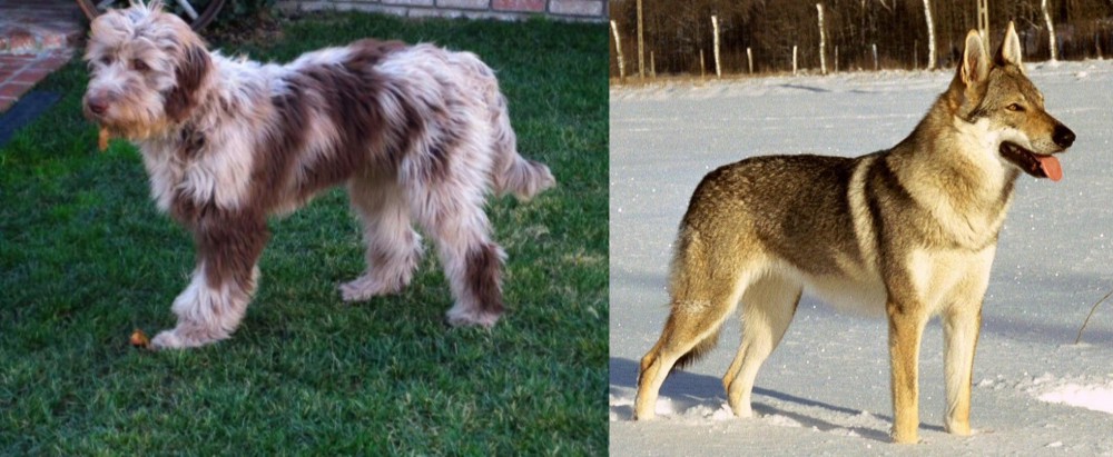 Czechoslovakian Wolfdog vs Aussie Doodles - Breed Comparison