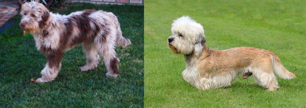 Dandie Dinmont Terrier vs Aussie Doodles - Breed Comparison