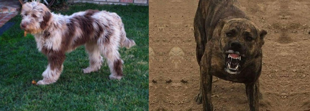 Dogo Sardesco vs Aussie Doodles - Breed Comparison