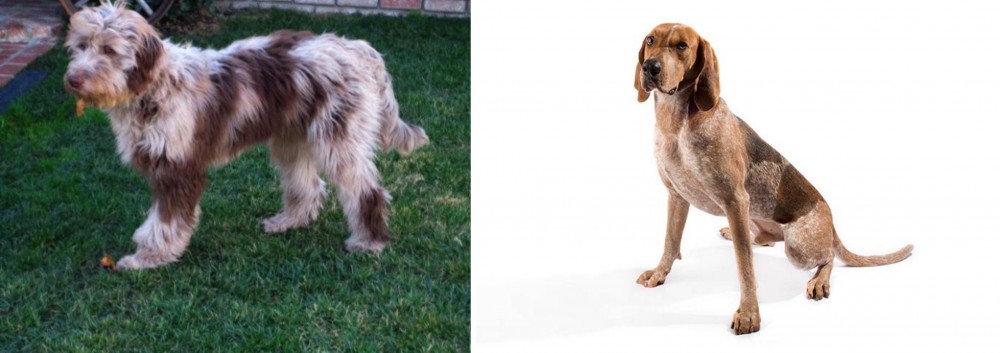 English Coonhound vs Aussie Doodles - Breed Comparison