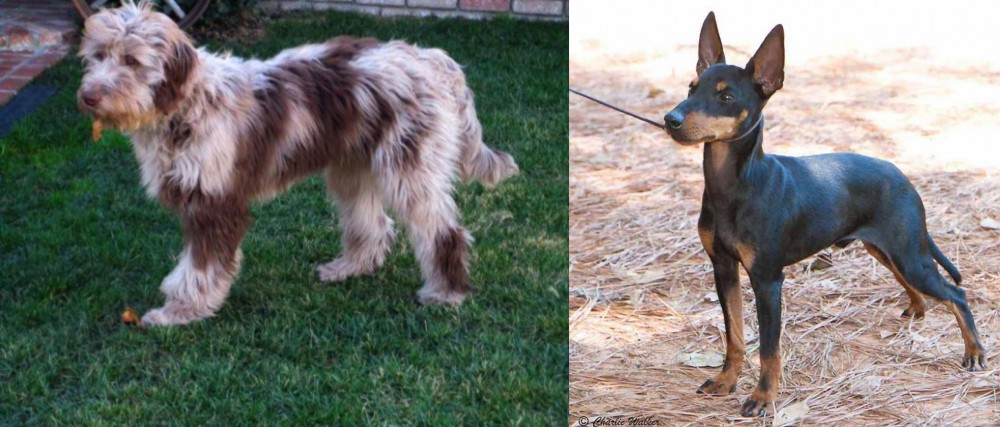 English Toy Terrier (Black & Tan) vs Aussie Doodles - Breed Comparison