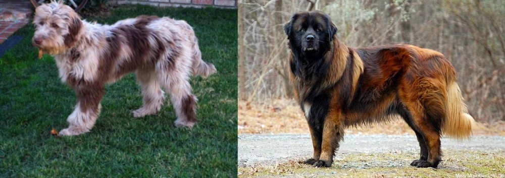 Estrela Mountain Dog vs Aussie Doodles - Breed Comparison