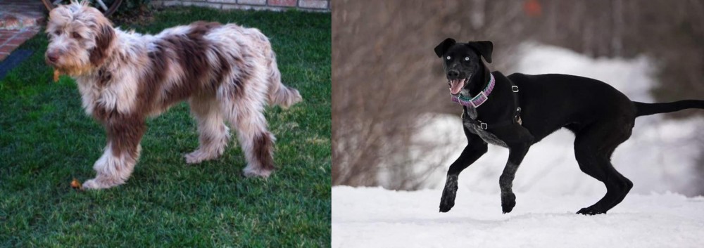 Eurohound vs Aussie Doodles - Breed Comparison