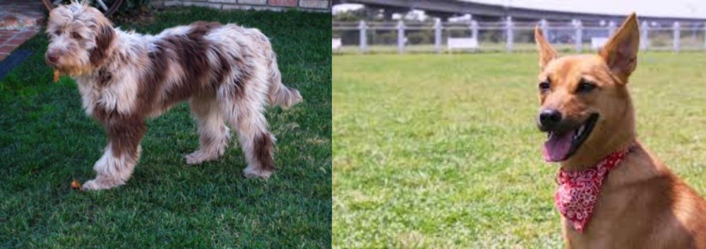 Formosan Mountain Dog vs Aussie Doodles - Breed Comparison