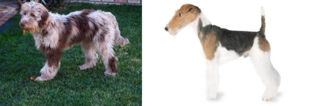 Fox Terrier vs Aussie Doodles - Breed Comparison