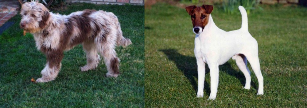 Fox Terrier (Smooth) vs Aussie Doodles - Breed Comparison