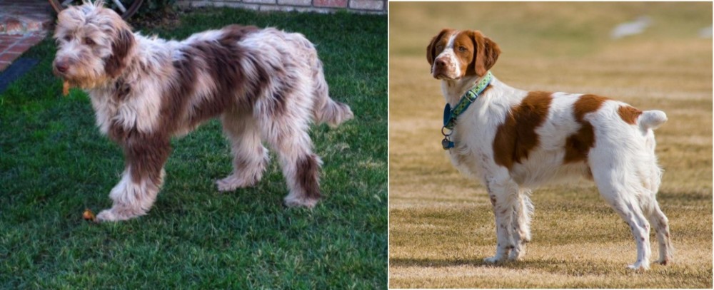 French Brittany vs Aussie Doodles - Breed Comparison
