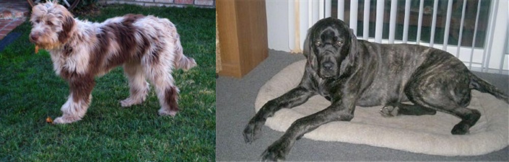Giant Maso Mastiff vs Aussie Doodles - Breed Comparison