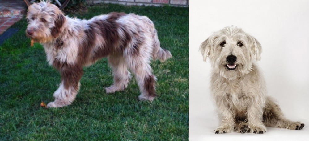 Glen of Imaal Terrier vs Aussie Doodles - Breed Comparison