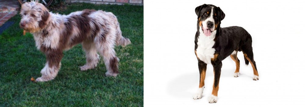 Greater Swiss Mountain Dog vs Aussie Doodles - Breed Comparison