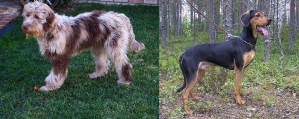 Greek Harehound vs Aussie Doodles - Breed Comparison