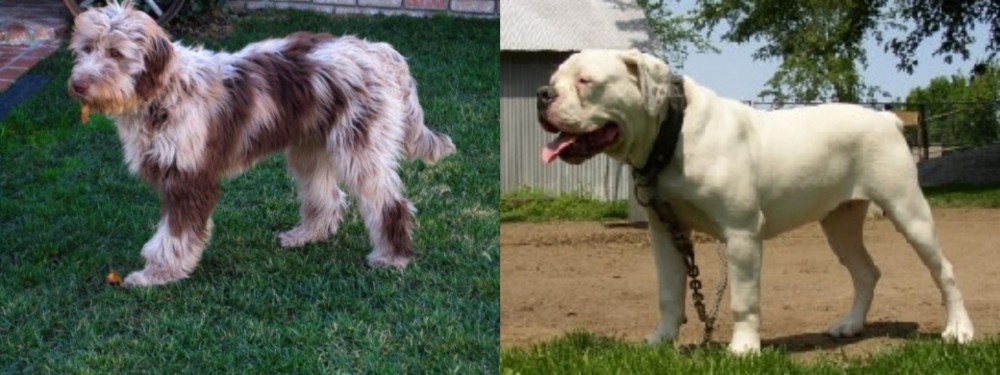 Hermes Bulldogge vs Aussie Doodles - Breed Comparison