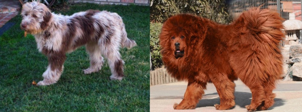 Himalayan Mastiff vs Aussie Doodles - Breed Comparison