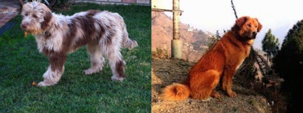Himalayan Sheepdog vs Aussie Doodles - Breed Comparison