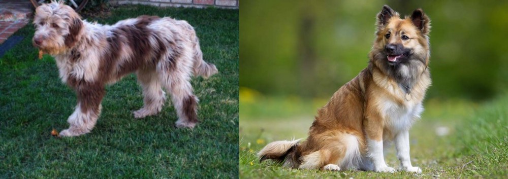 Icelandic Sheepdog vs Aussie Doodles - Breed Comparison