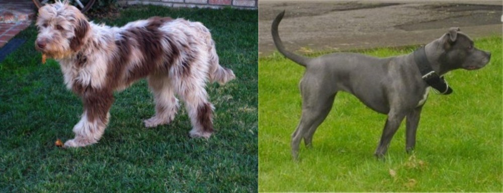Irish Bull Terrier vs Aussie Doodles - Breed Comparison