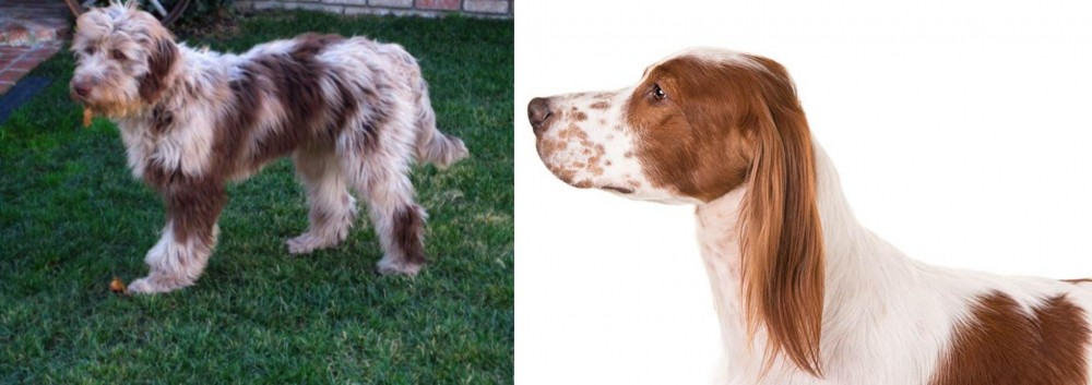 Irish Red and White Setter vs Aussie Doodles - Breed Comparison