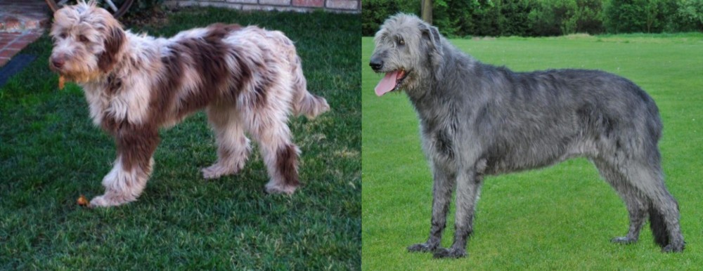 Irish Wolfhound vs Aussie Doodles - Breed Comparison
