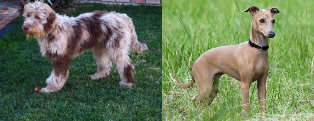Italian Greyhound vs Aussie Doodles - Breed Comparison
