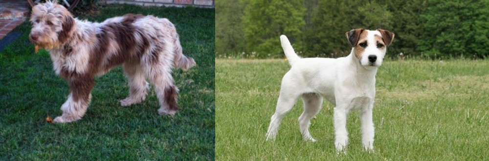 Jack Russell Terrier vs Aussie Doodles - Breed Comparison