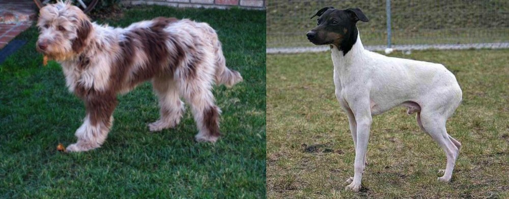 Japanese Terrier vs Aussie Doodles - Breed Comparison
