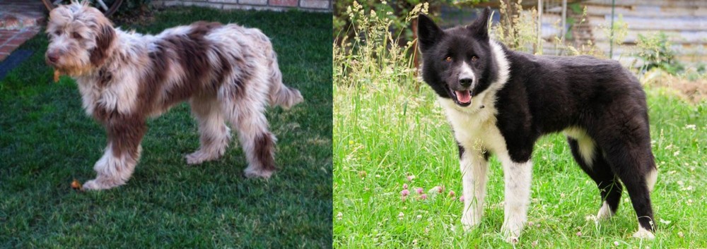 Karelian Bear Dog vs Aussie Doodles - Breed Comparison