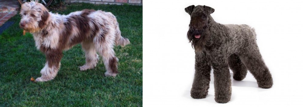 Kerry Blue Terrier vs Aussie Doodles - Breed Comparison