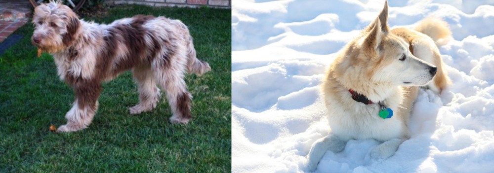 Labrador Husky vs Aussie Doodles - Breed Comparison