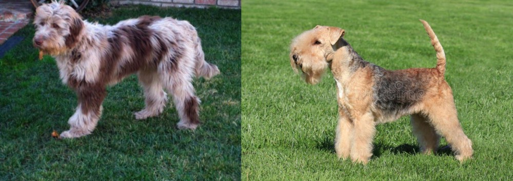 Lakeland Terrier vs Aussie Doodles - Breed Comparison