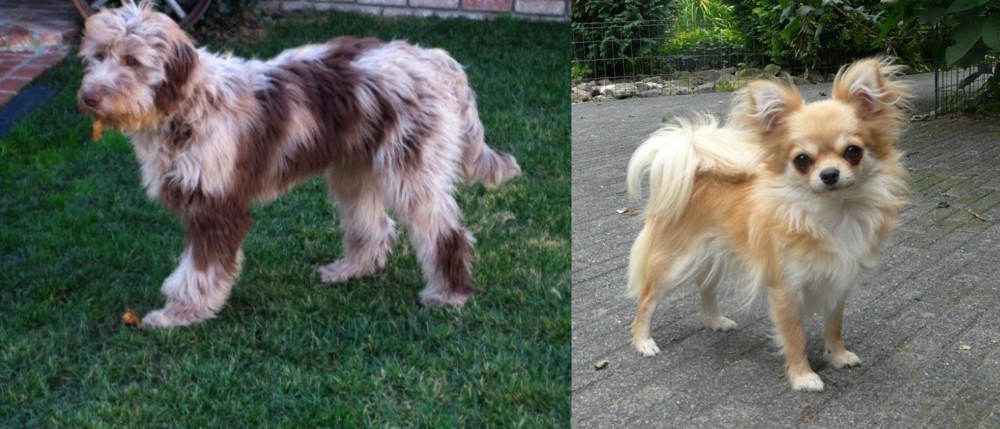Long Haired Chihuahua vs Aussie Doodles - Breed Comparison