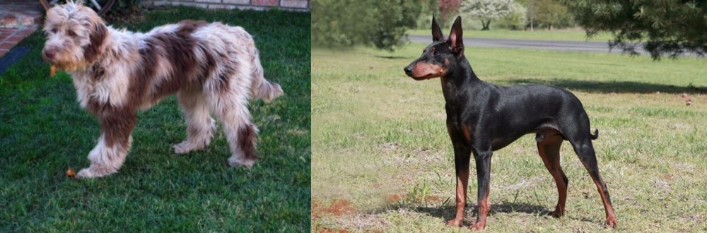Manchester Terrier vs Aussie Doodles - Breed Comparison