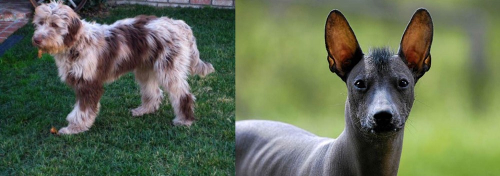 Mexican Hairless vs Aussie Doodles - Breed Comparison