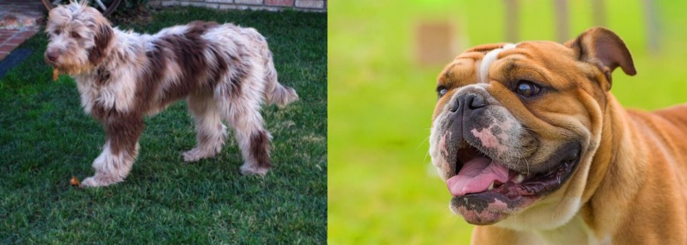 Miniature English Bulldog vs Aussie Doodles - Breed Comparison