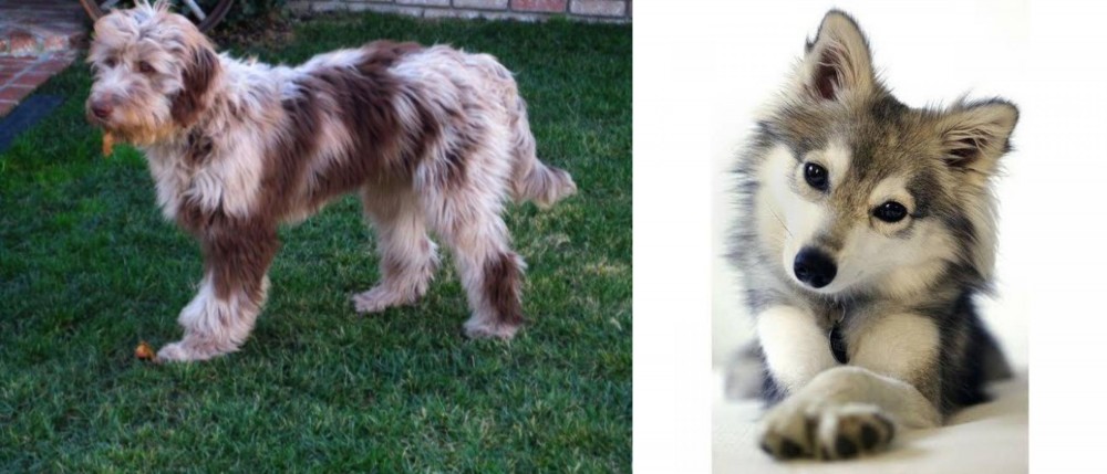 Miniature Siberian Husky vs Aussie Doodles - Breed Comparison