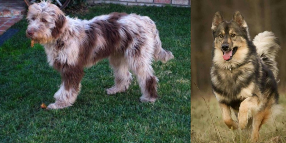 Native American Indian Dog vs Aussie Doodles - Breed Comparison