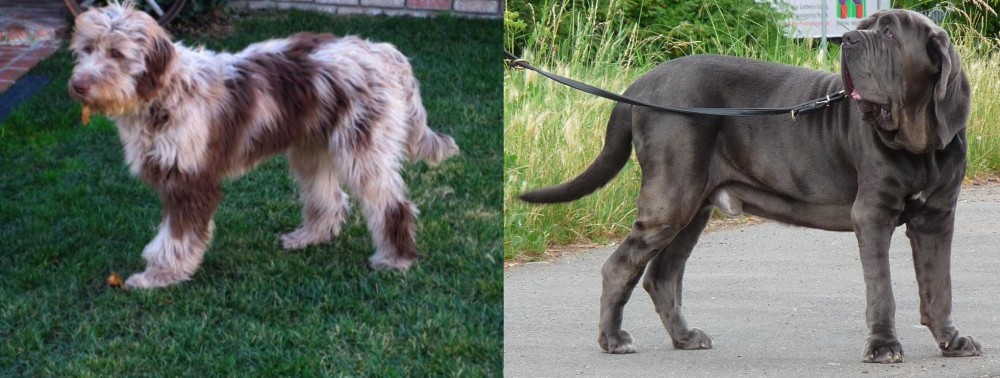 Neapolitan Mastiff vs Aussie Doodles - Breed Comparison