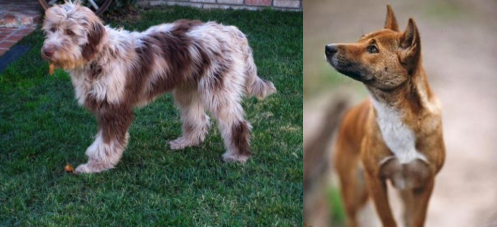 New Guinea Singing Dog vs Aussie Doodles - Breed Comparison